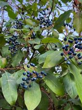 The blue-black berries of Viburnum tinus provide wintertime food for birds. J.C. Lawrence